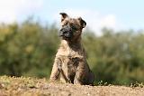 CAIRN TERRIER 504